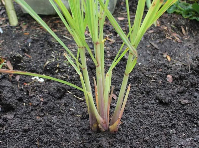 Giovane piantina di citronella
