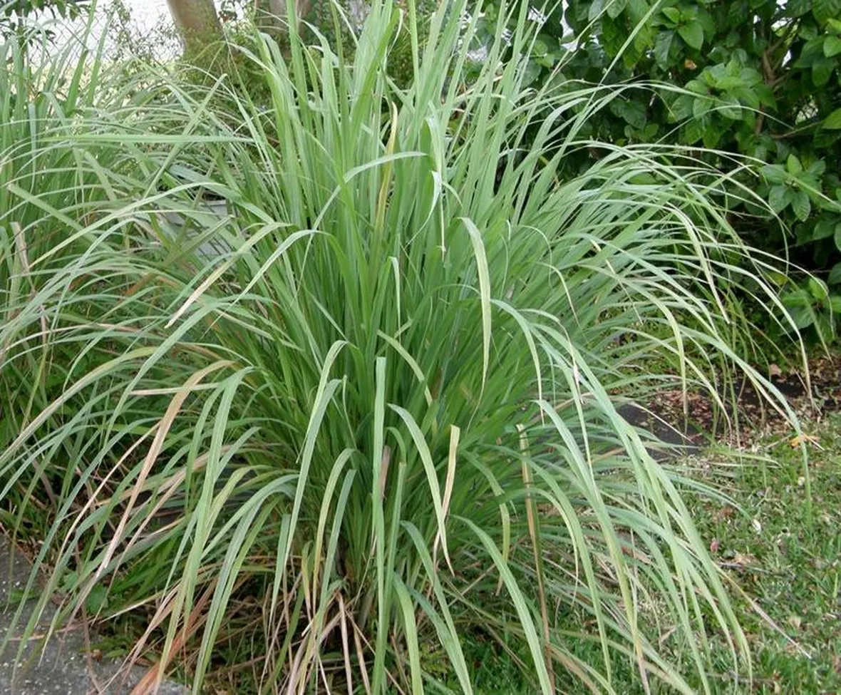 Pianta di citronella