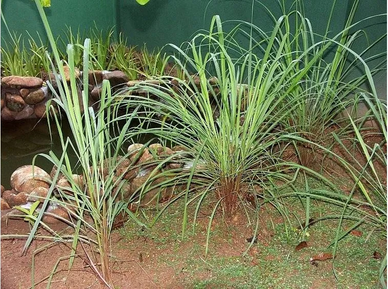 Citronella in aiuola