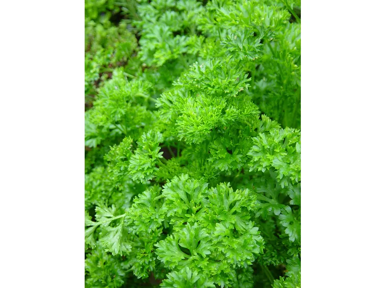 Esemplare di prezzemolo petroselinum crispum