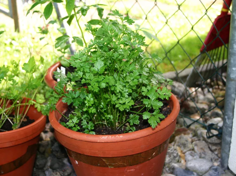 Esemplare di pianta di prezzemolo in vaso