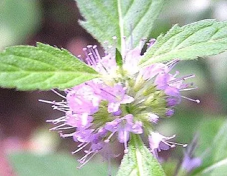 Un fiore della pianta di menta