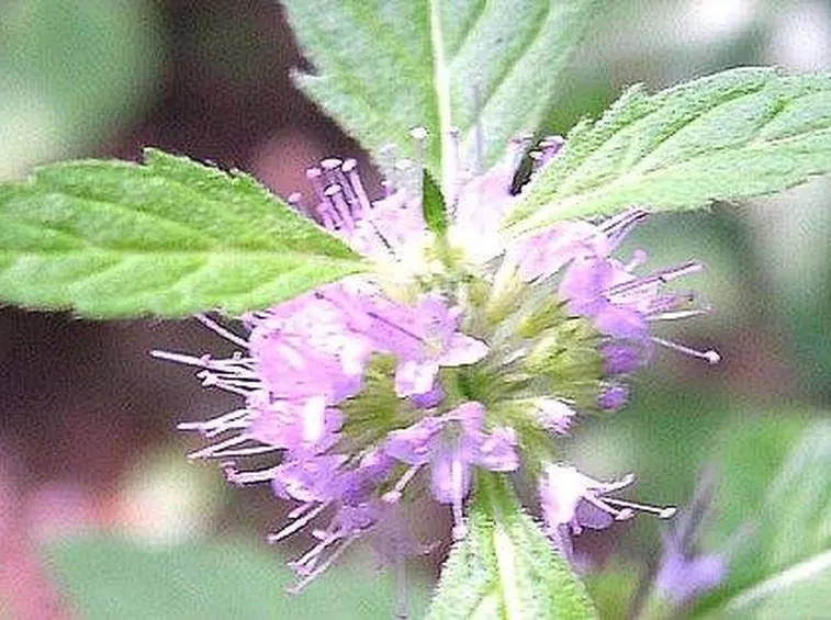 Un fiore della pianta di menta