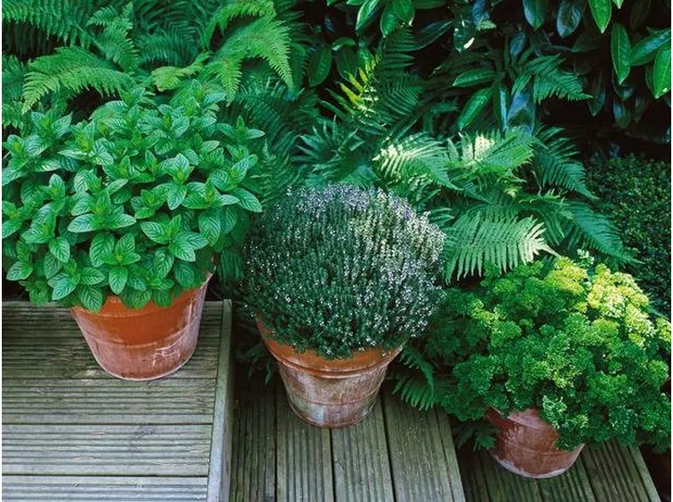 Piante di menta in vaso