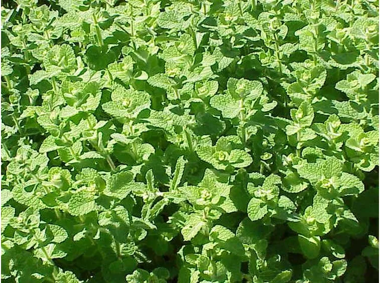 Piante di menta