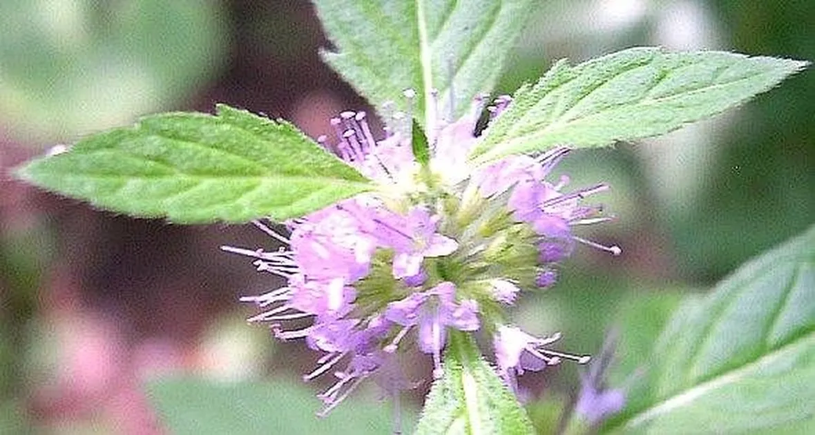 Un fiore della pianta di menta