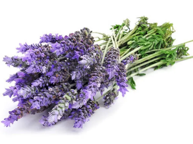 Mazzo di lavanda