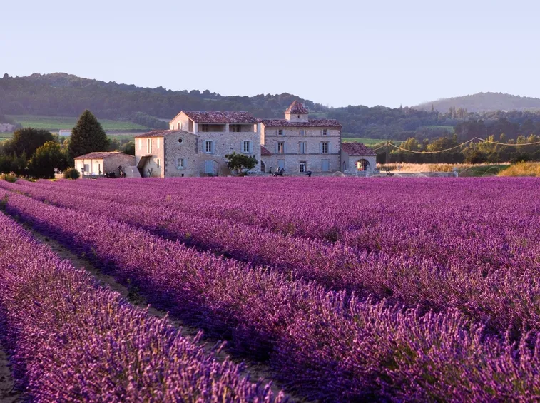 Campo di lavanda