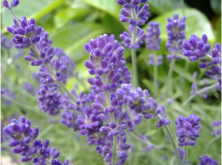 Fiore di lavanda