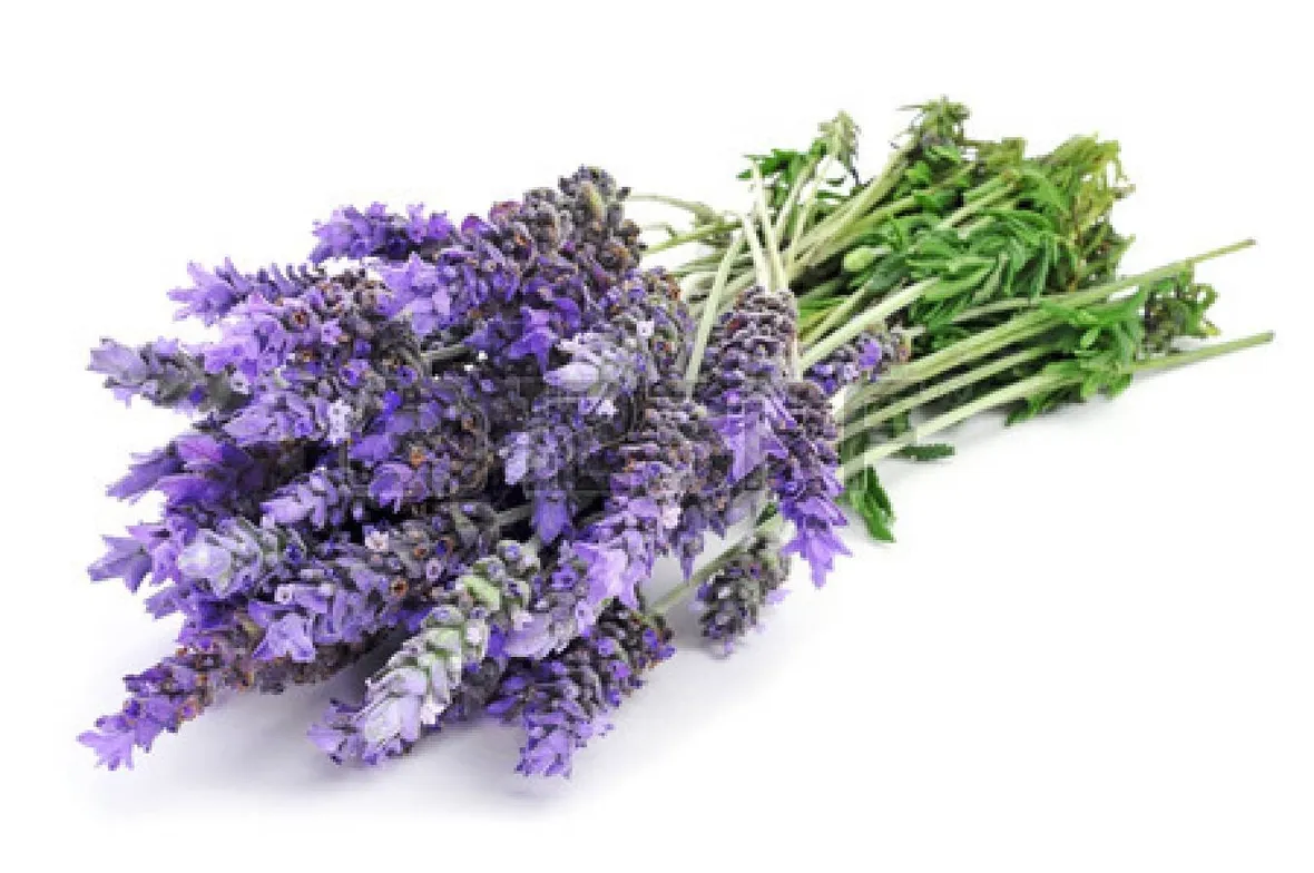 Mazzo di lavanda