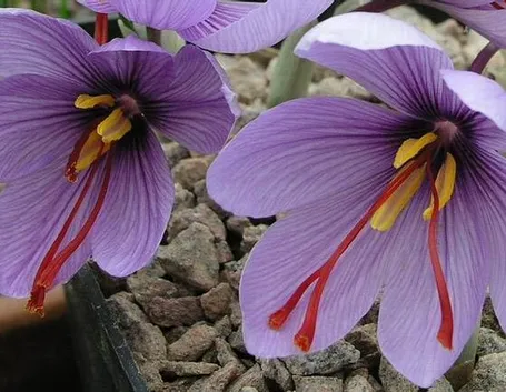 Fiori di piantine di zafferano