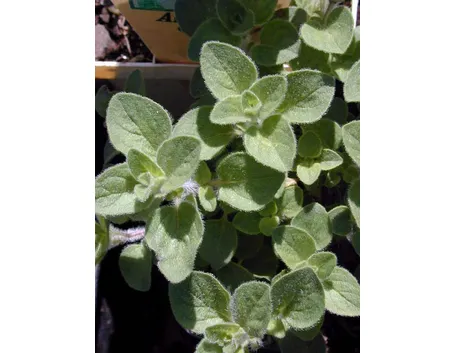 Pianta di origano