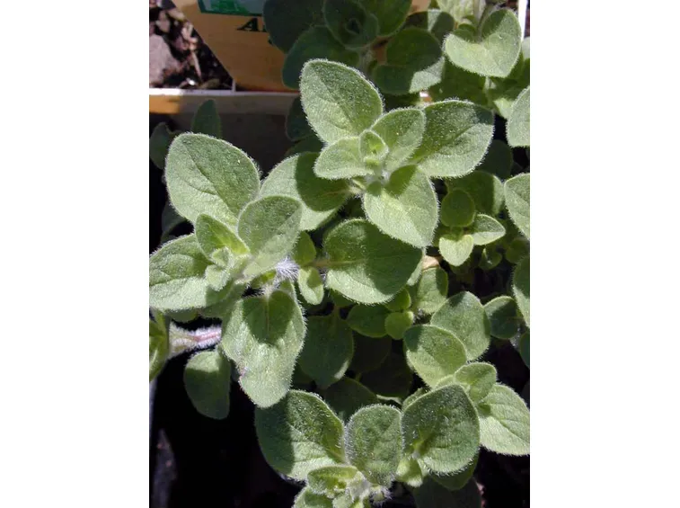 Pianta di origano