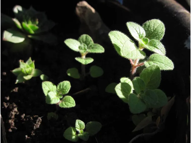 Piantine di origano