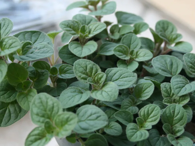 Origano in vaso