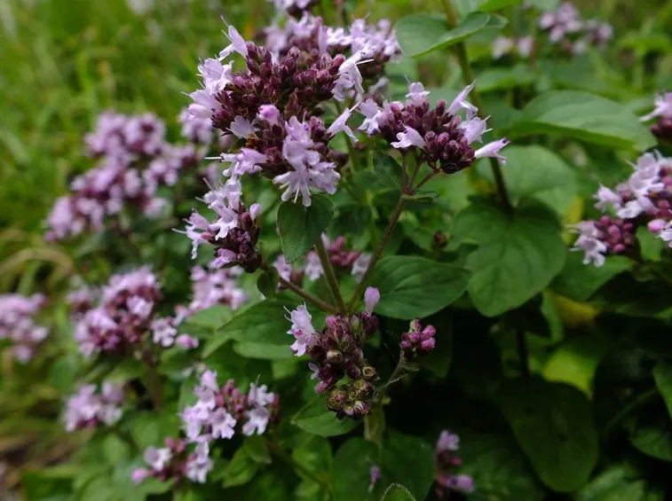 Fioritura origano