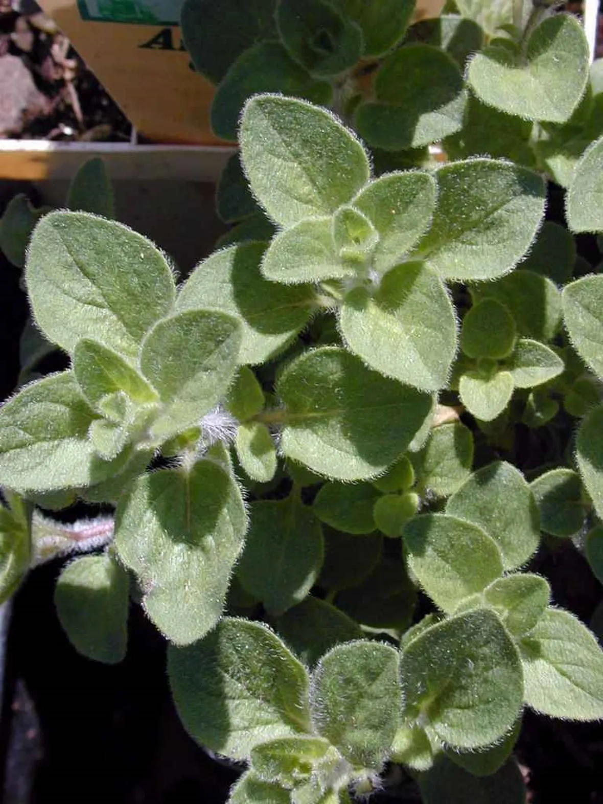 Pianta di origano