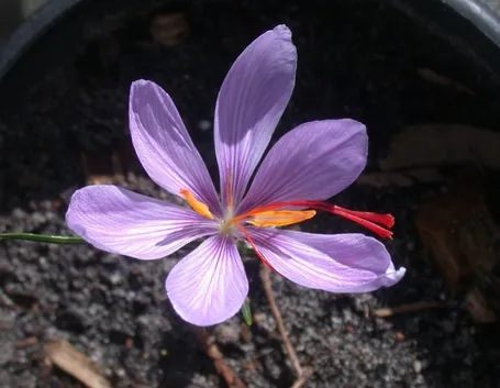 Fiore pistilli