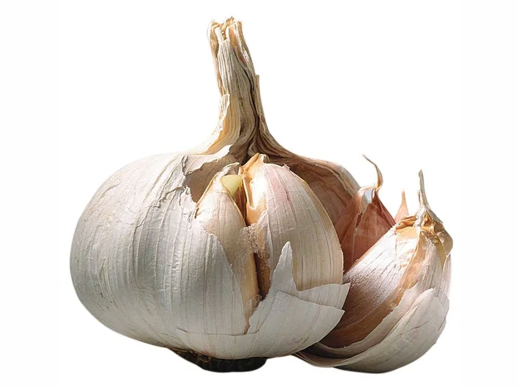 Bulbo e bulbilli