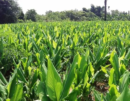 Piantagione curcuma