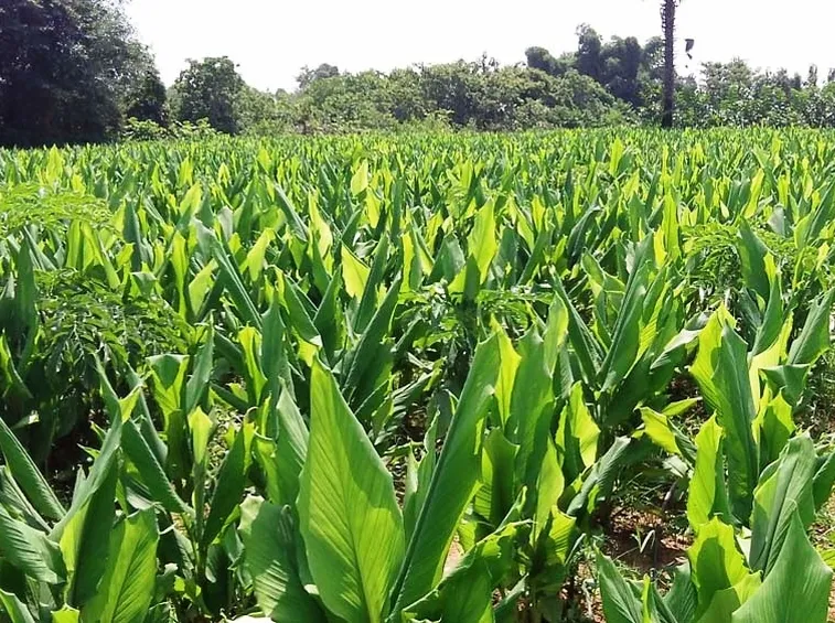 Piantagione curcuma