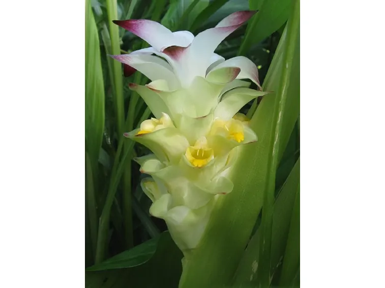 Fiore pianta curcuma