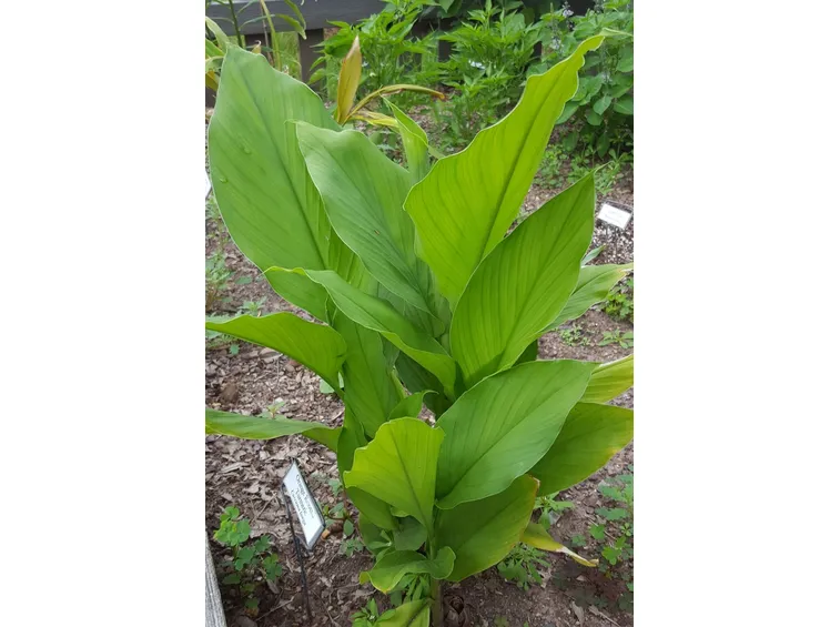 pianta curcuma