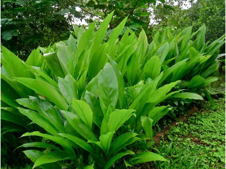 insetti curcuma
