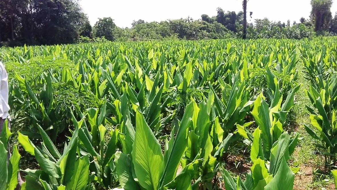 Piantagione curcuma