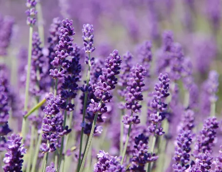 Arbusti di lavanda