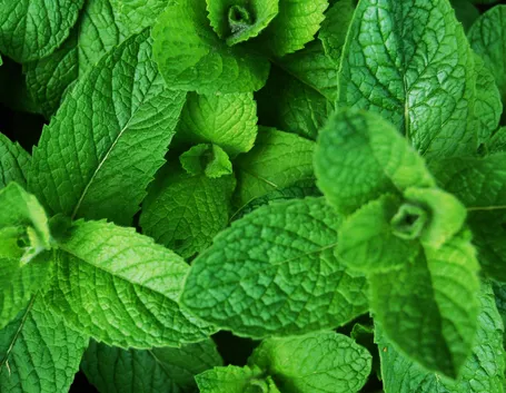 Piantine di menta