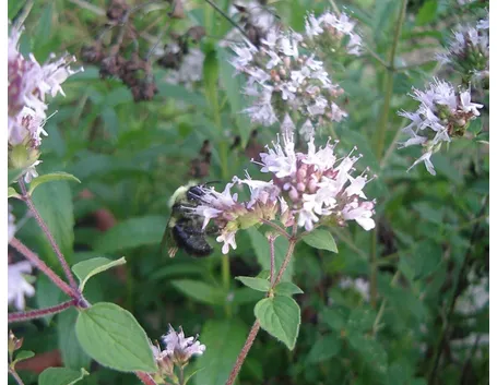 Fiori di piante di origano