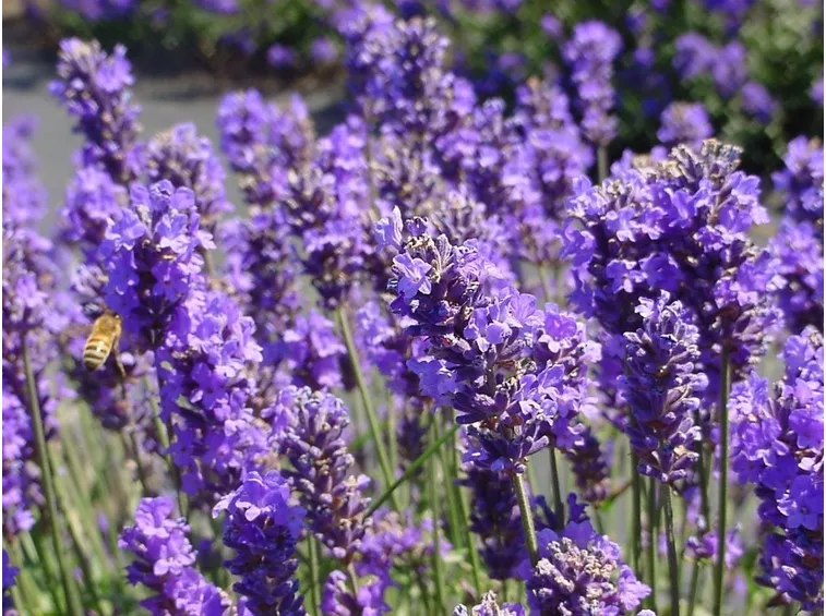 Lavanda coltivata