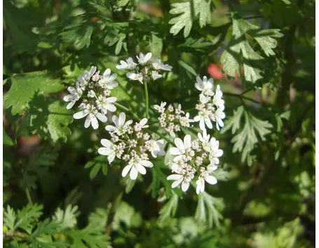 Pianta del coriandolo fiorita