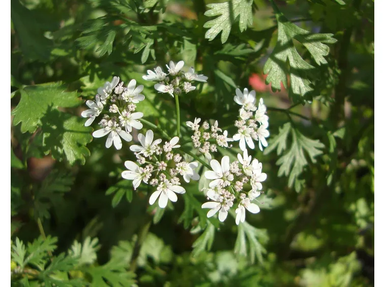 Pianta del coriandolo fiorita