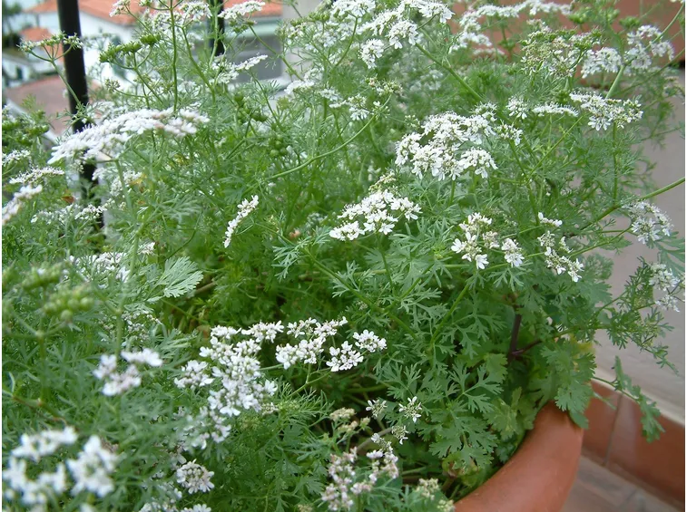 Pianta di coriandolo in vaso