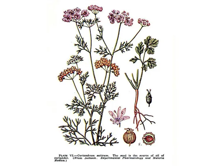 Illustrazione scientifica del coriandolo
