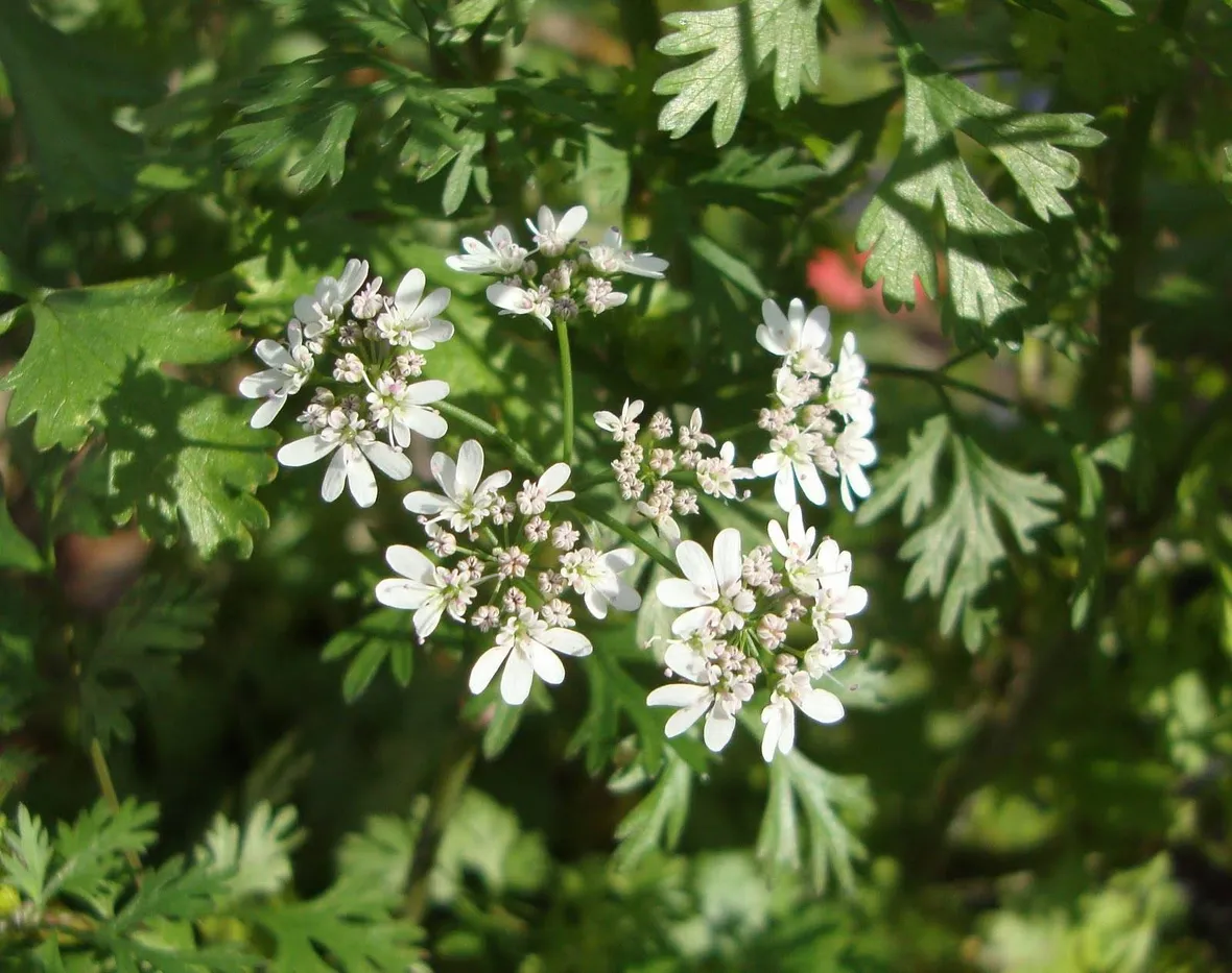 Pianta del coriandolo fiorita