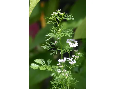 Coriandolo in fiore