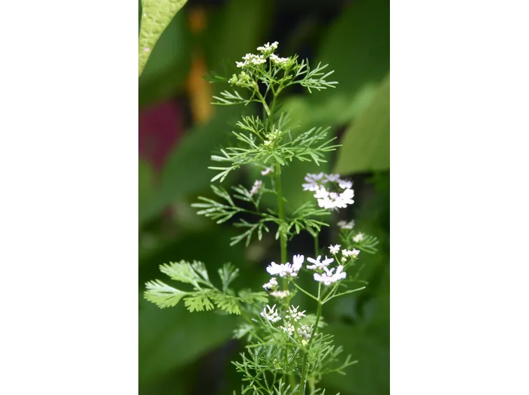 Coriandolo in fiore