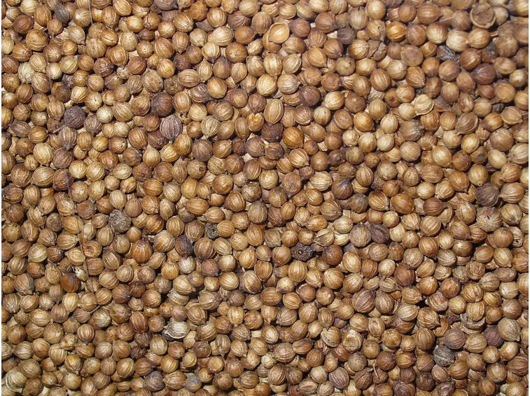 Coriandolo, frutti