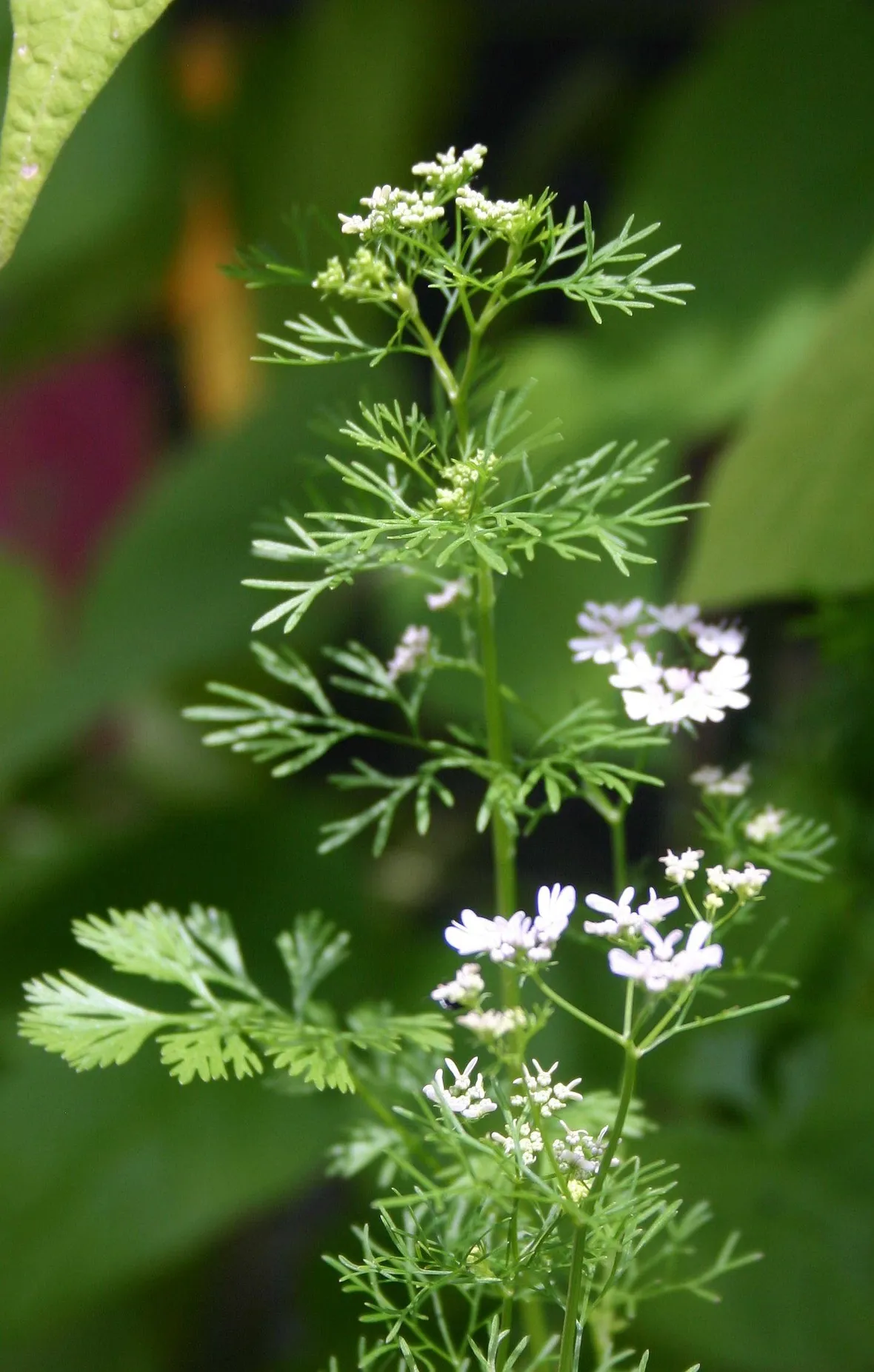 Coriandolo in fiore