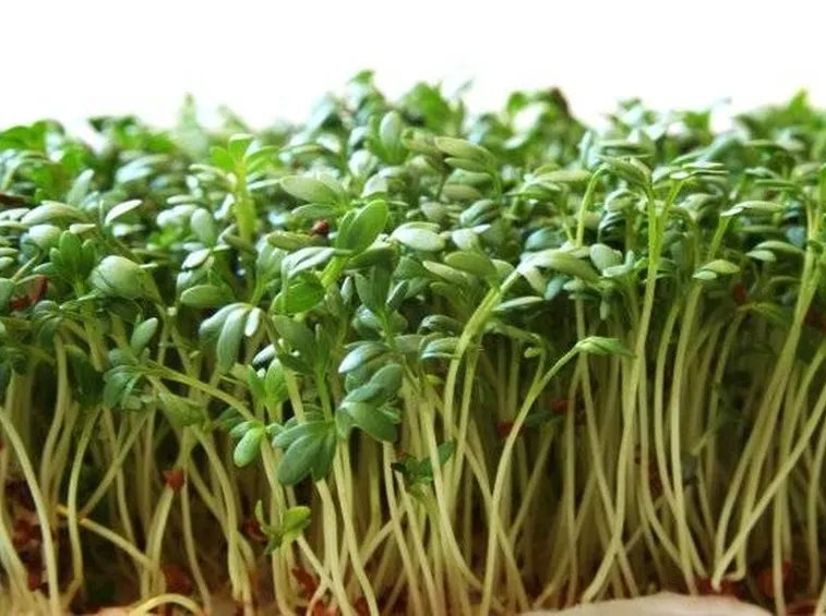 La pianta del crescione