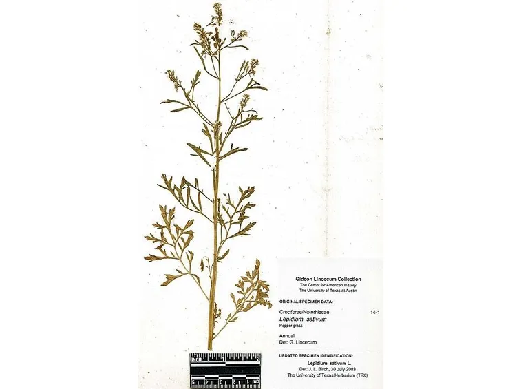 Crescione (illustrazione scientifica)