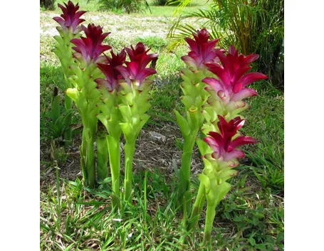 Pianta di curcuma coltivata in giardino
