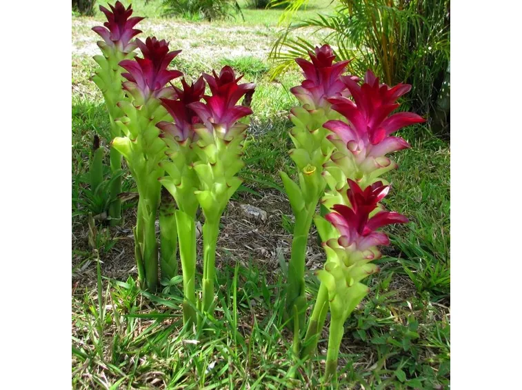 Pianta di curcuma coltivata in giardino