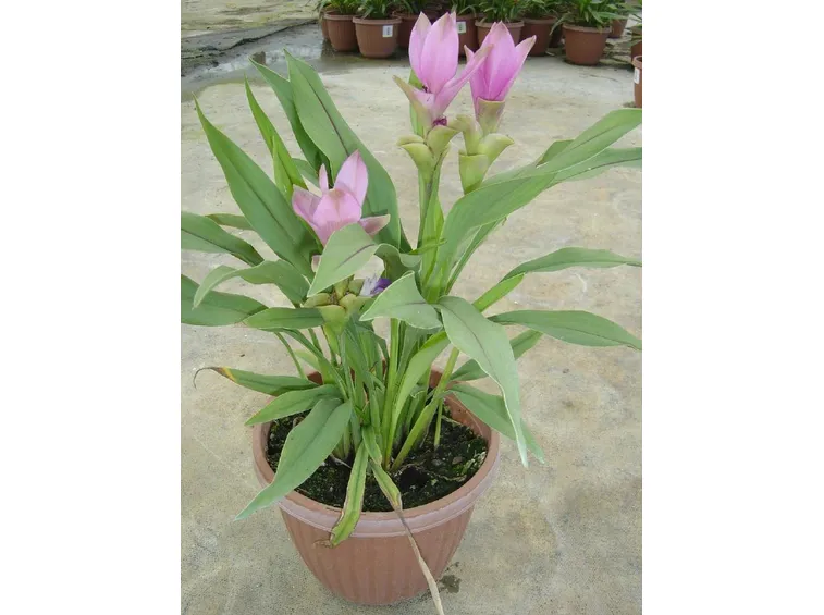 Pianta di curcuma in vaso