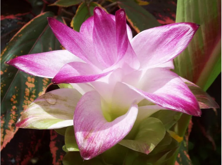 Particolare del fiore di curcuma