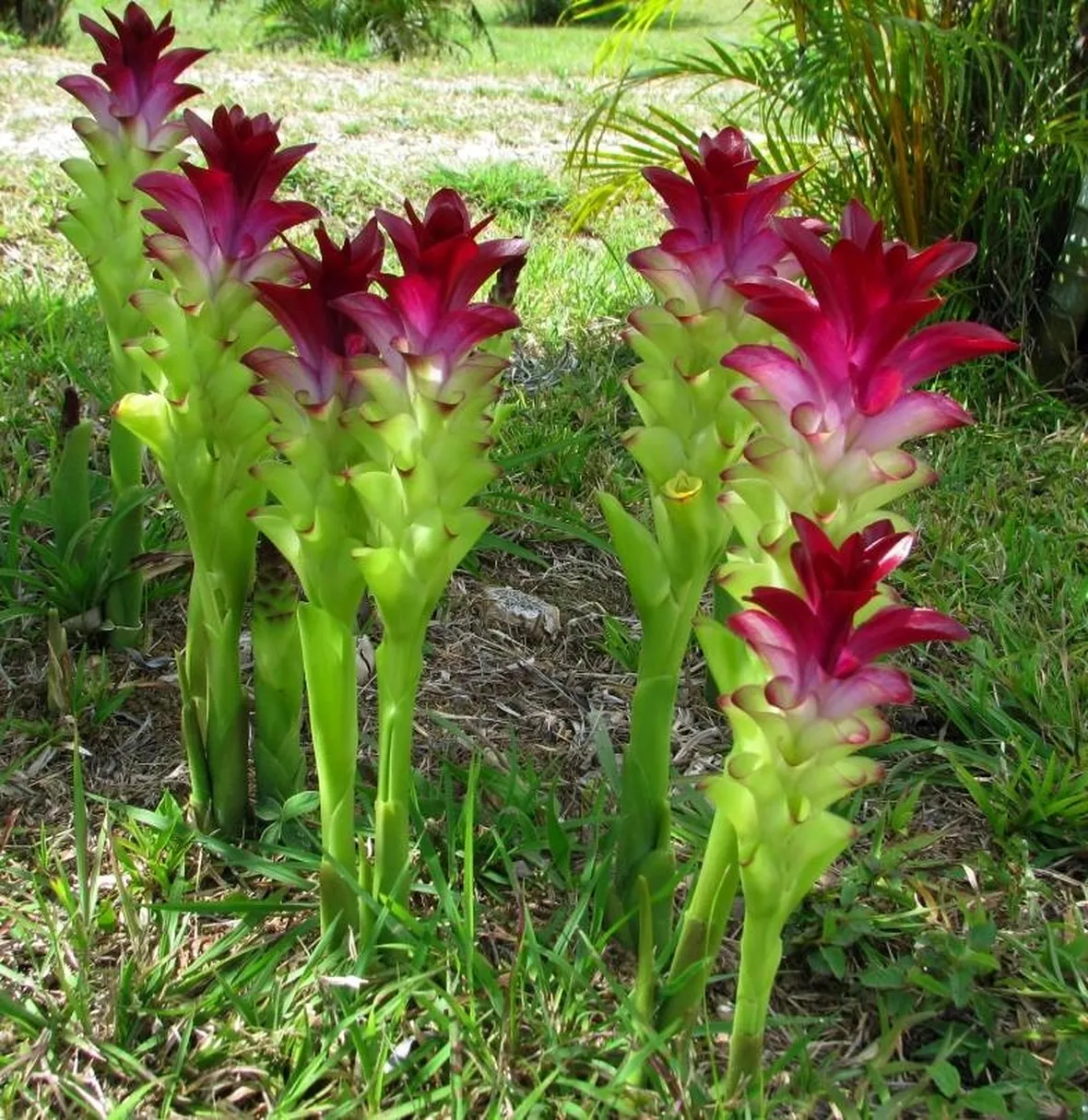 Pianta di curcuma coltivata in giardino
