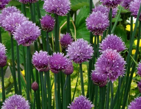 Fiori di erba cipollina